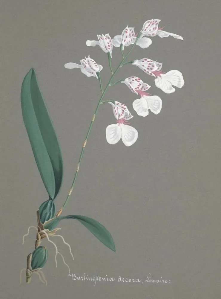 Maalaus Orchidien kokoelma Pl79 - Anonyymi