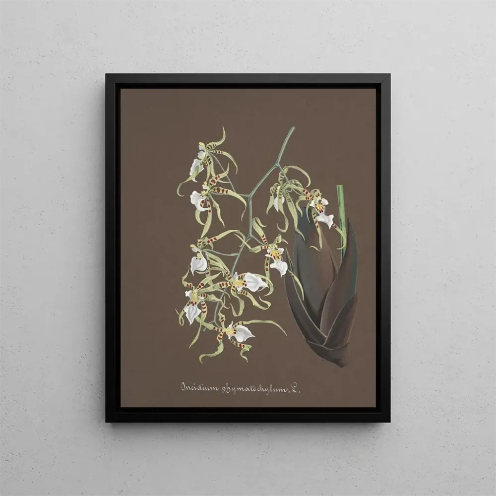 Maalaus Orchidien kokoelma Pl81 - Anonyymi