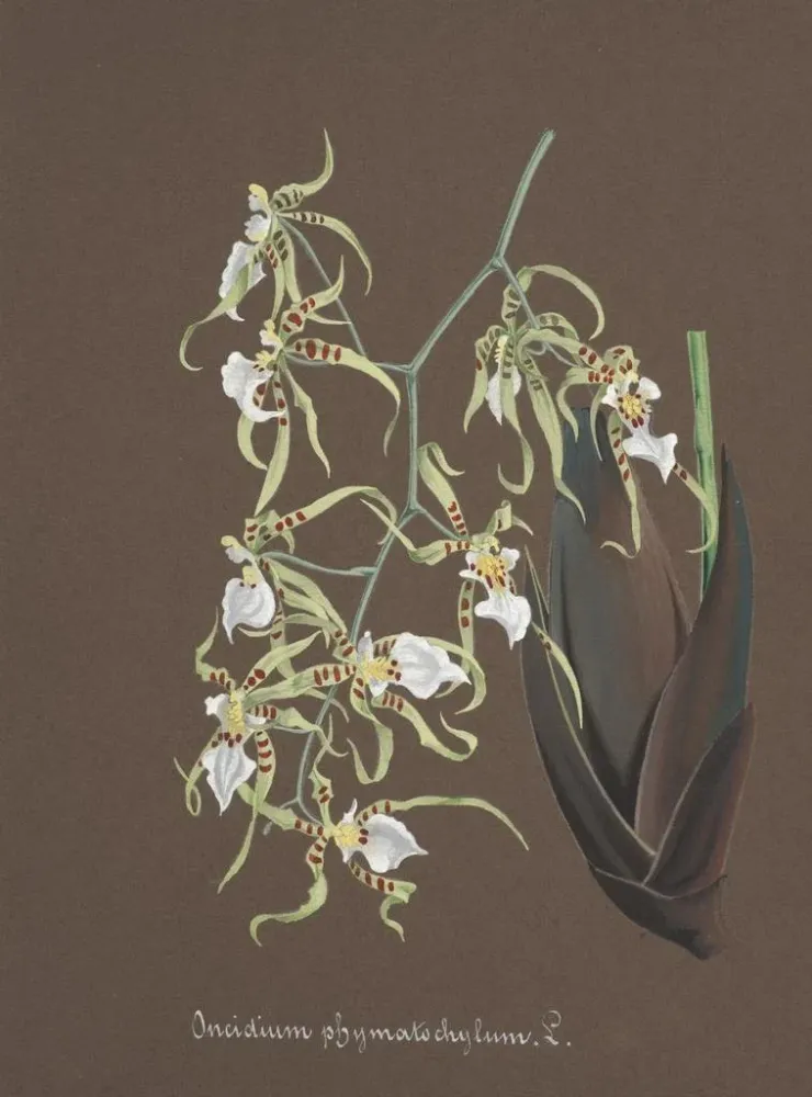 Maalaus Orchidien kokoelma Pl81 - Anonyymi