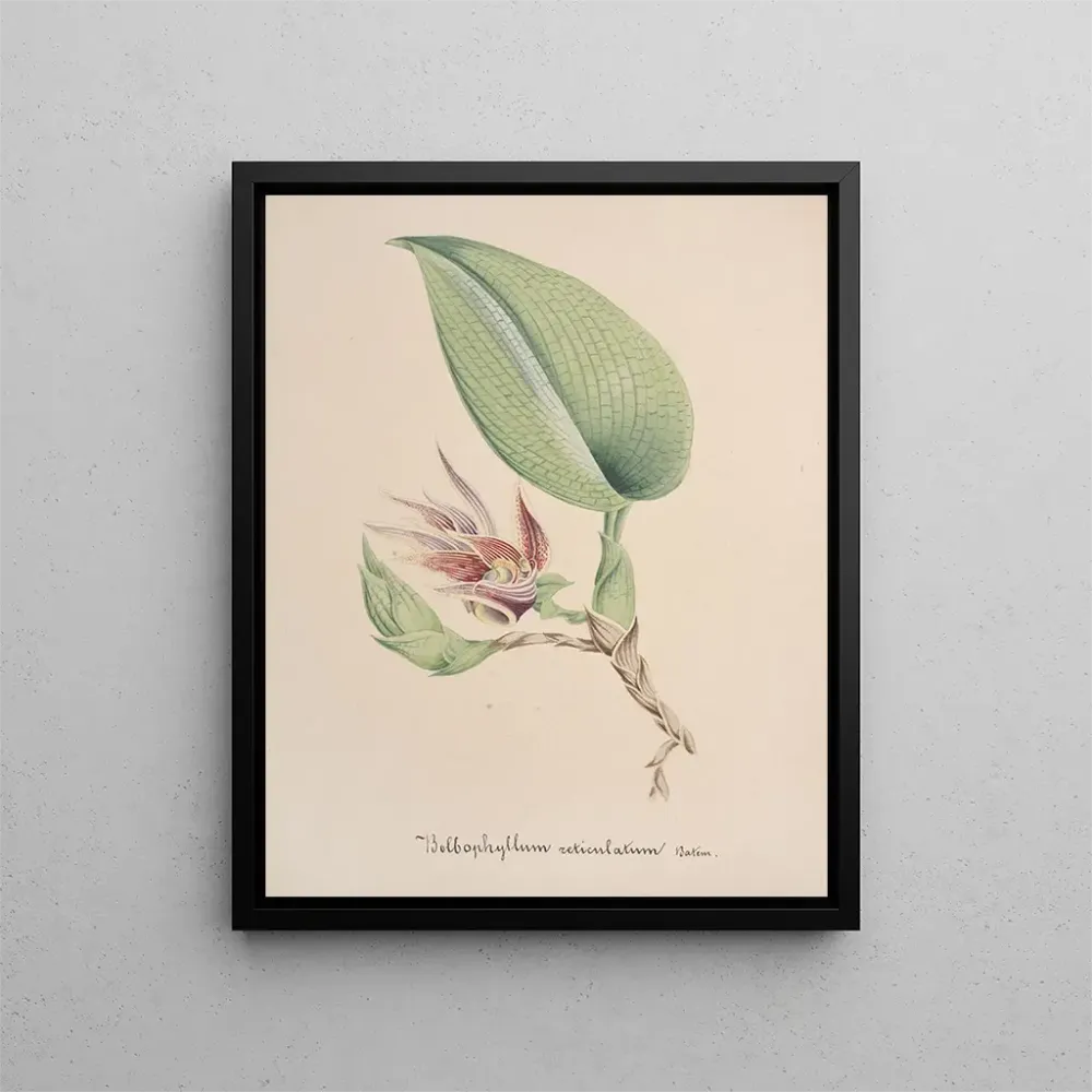 Maalaus Orchidien kokoelma Pl82 - Anonyymi