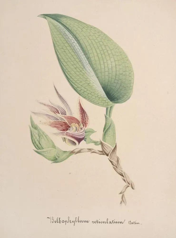 Maalaus Orchidien kokoelma Pl82 - Anonyymi