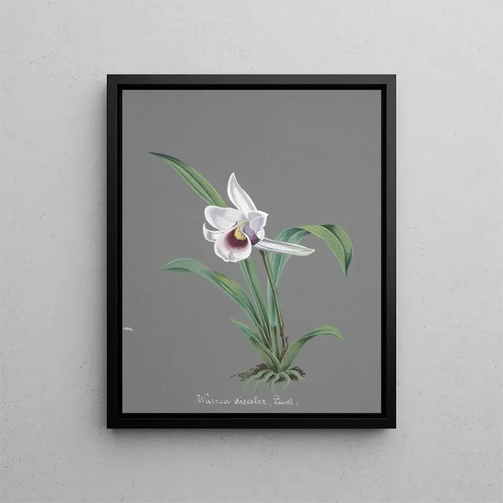 Maalaus Orchidien kokoelma Pl83 - Anonyymi