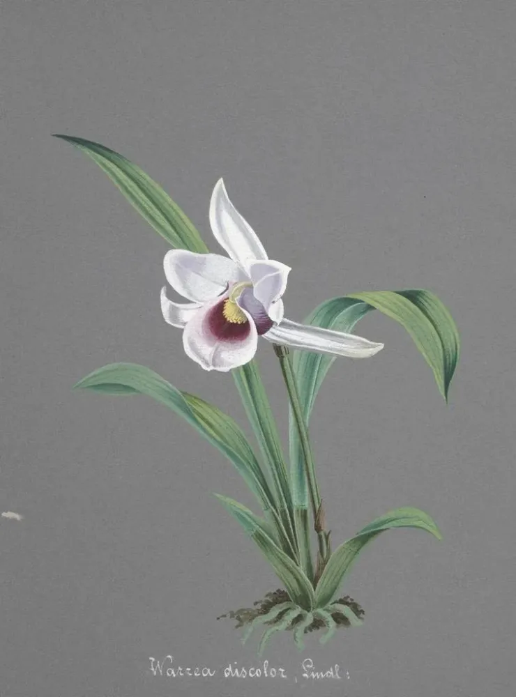 Maalaus Orchidien kokoelma Pl83 - Anonyymi