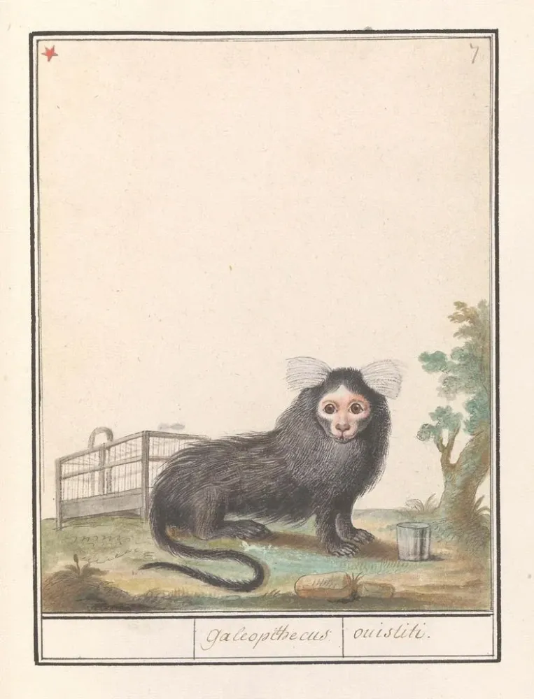 Maalaus Ouistiti commun tai Ouistiti à souffle blanc Callithrix jacchus Galeopithecus ouistiti - Anselmus Botius de Boodt...