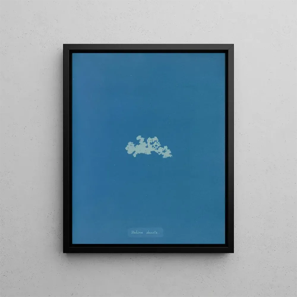 Maalaus Padina deusta - Anna Atkins | Taidetuloste