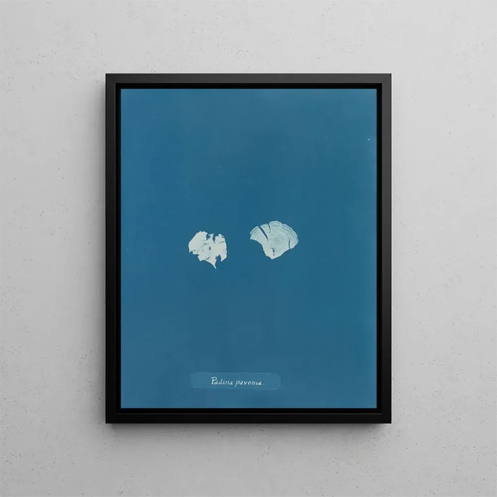 Maalaus Padina Pavonia (Cas Conflit) - Anna Atkins | Taidetuloste