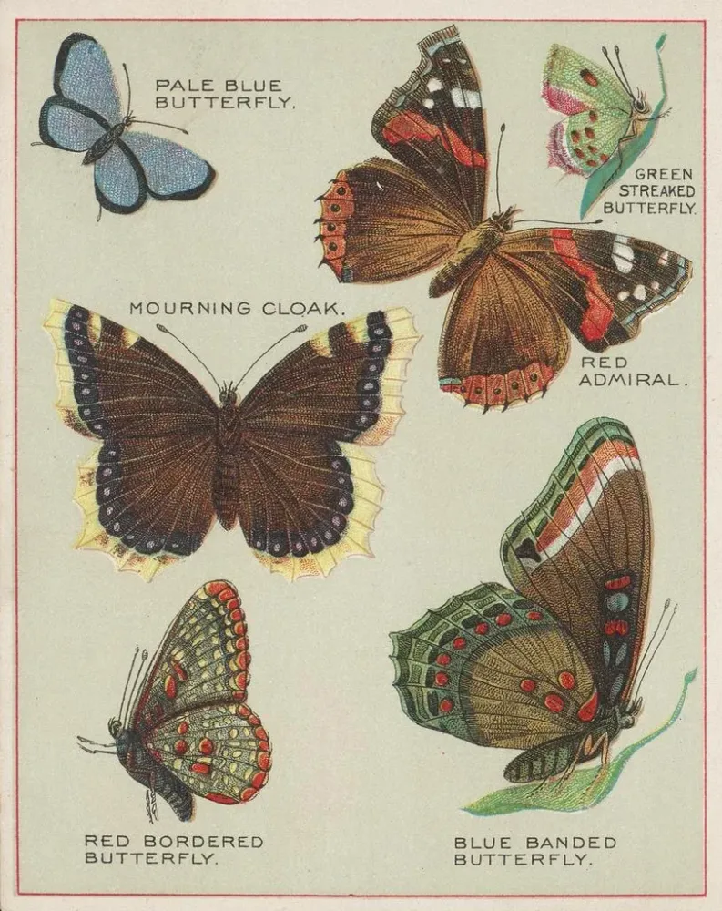 Maalaus Papillons d'Amérique Pl4 - Chase Sanborn | Taidetuloste