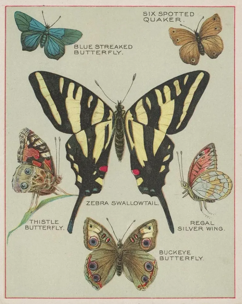 Maalaus Papillons d'Amérique Pl5 - Chase Sanborn | Taidetuloste