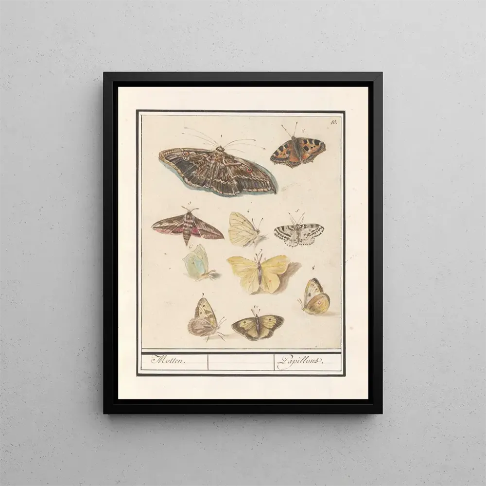 Maalaus Papillons et mites Papillons - Anselmus Botius de Boodt | Taidetuloste