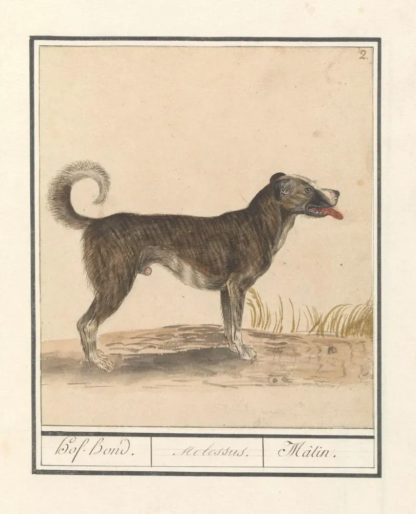Maalaus Perheestä susi Hond Canis HofHond Molossus Mtin - Anselmus Botius de Boodt | Taidetuloste