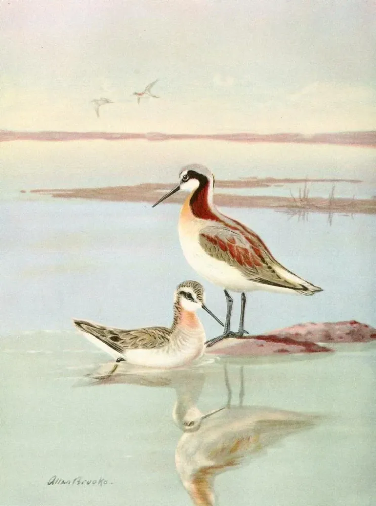 Maalaus Phalarope de Wilson - Allan Brooks | Taidetuloste