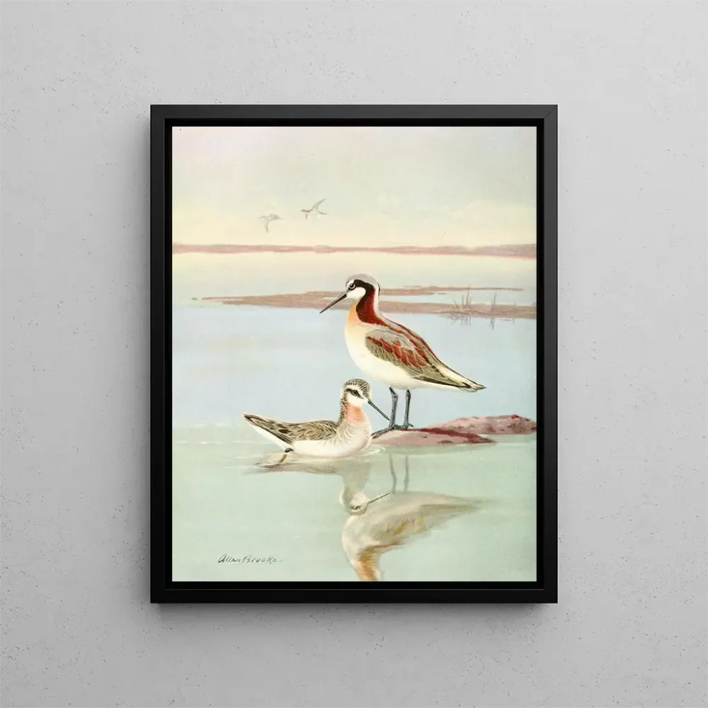 Maalaus Phalarope de Wilson - Allan Brooks | Taidetuloste