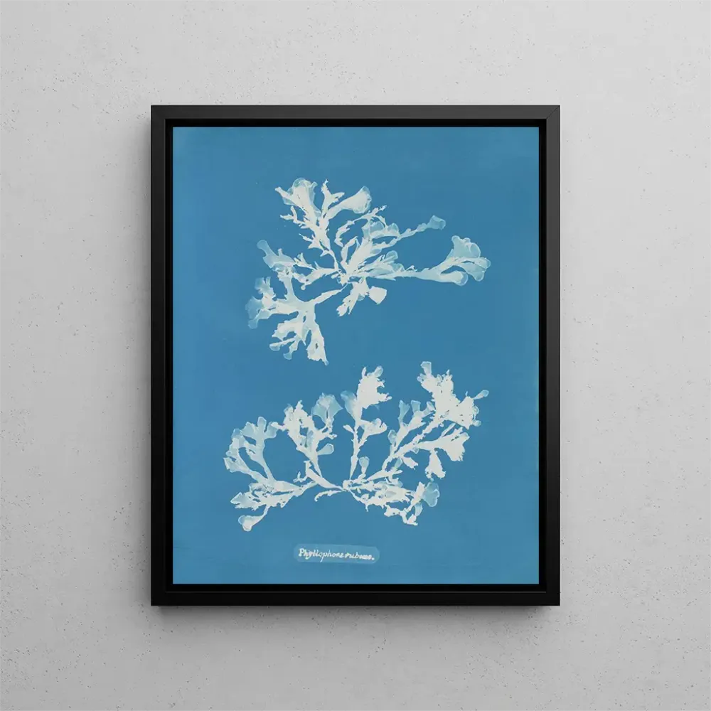 Maalaus Phyllophora rubens - Anna Atkins | Taidetuloste