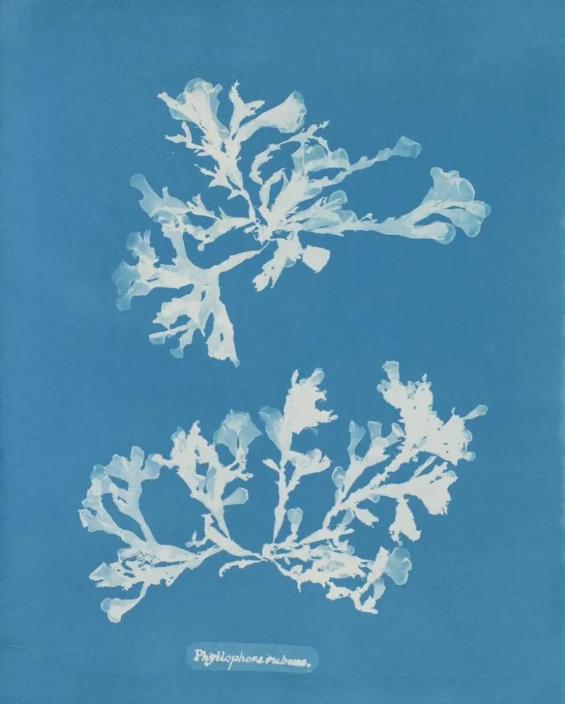 Maalaus Phyllophora rubens - Anna Atkins | Taidetuloste