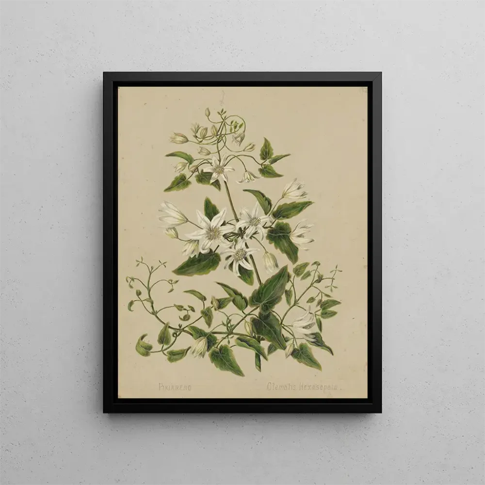 Maalaus Pikiarero Clematis hexasepala - Sarah Featon | Taidetuloste