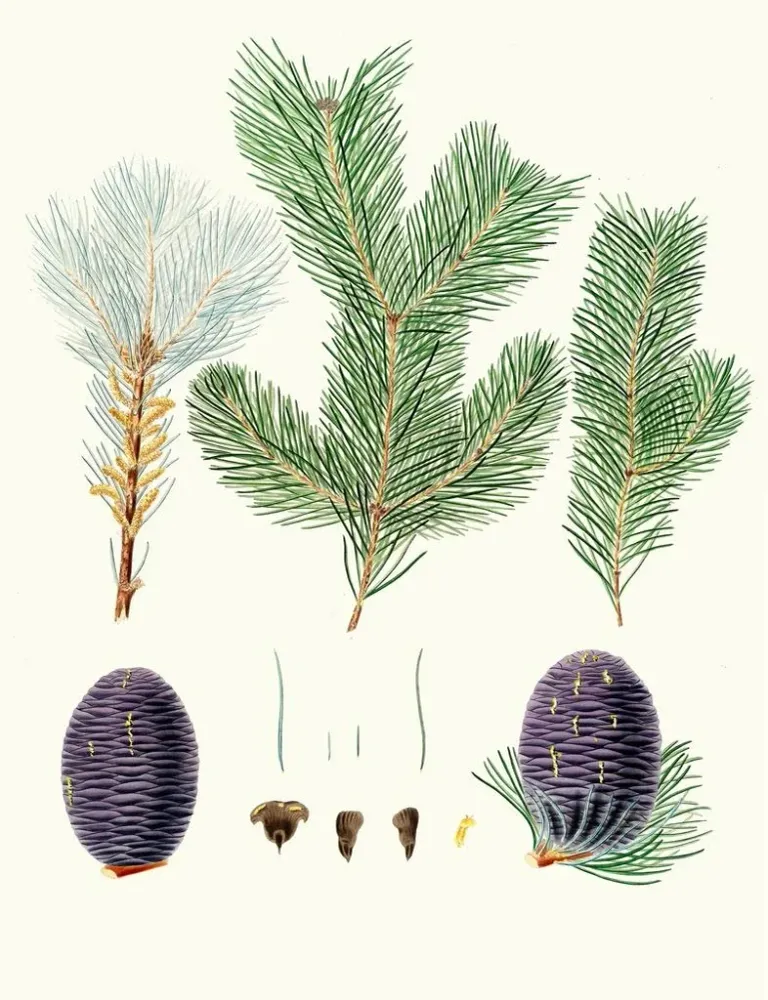 Maalaus Pinus pindrow - Aylmer Bourke Lambert | Taidetuloste