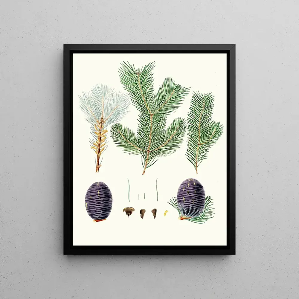 Maalaus Pinus pindrow - Aylmer Bourke Lambert | Taidetuloste