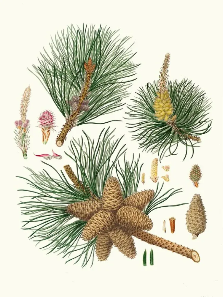 Maalaus Pinus rigida - Aylmer Bourke Lambert | Taidetuloste