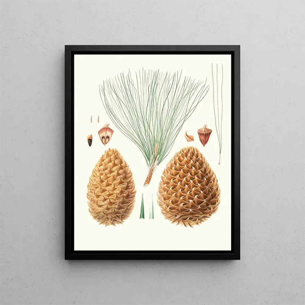 Maalaus Pinus sabiniana - Aylmer Bourke Lambert | Taidetuloste