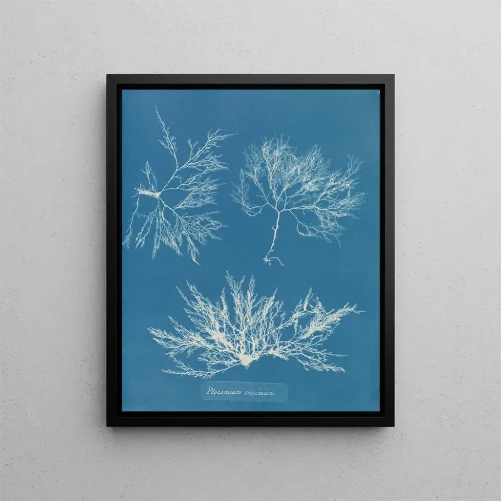 Maalaus Plocamium cramoisi - Anna Atkins | Taidetuloste