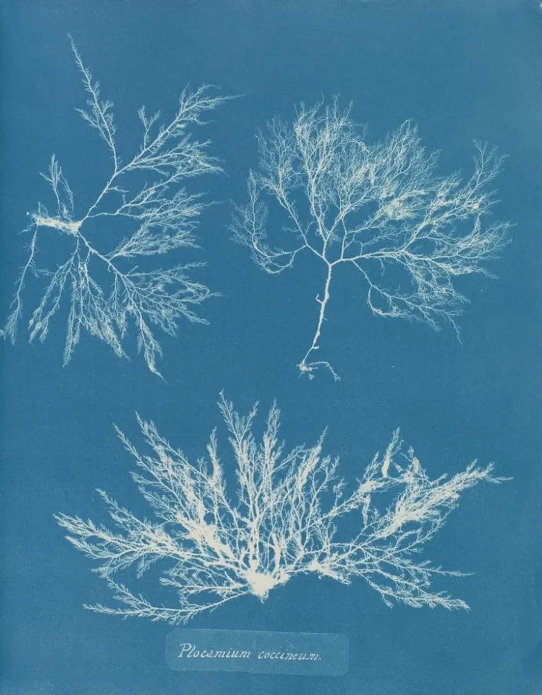 Maalaus Plocamium cramoisi - Anna Atkins | Taidetuloste