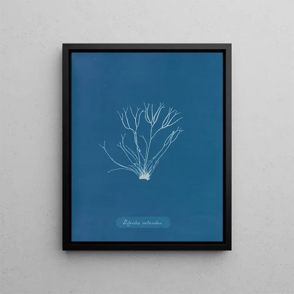 Maalaus Polyides ronds - Anna Atkins | Taidetuloste