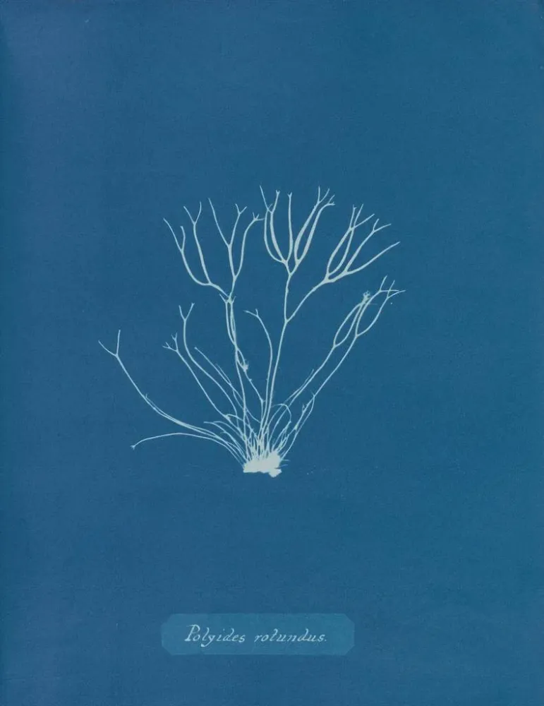Maalaus Polyides ronds - Anna Atkins | Taidetuloste