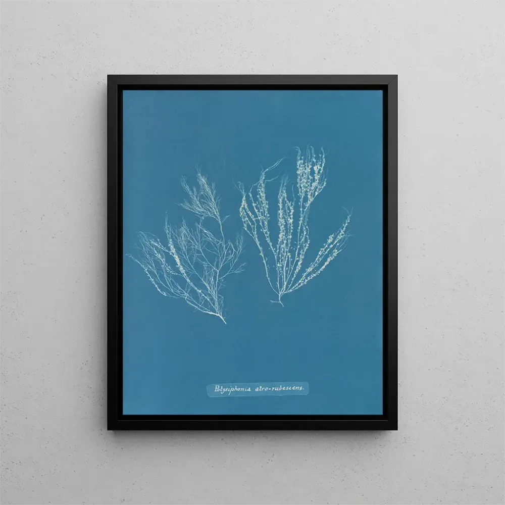 Maalaus Polysiphonia atroscens - Anna Atkins | Taidetuloste