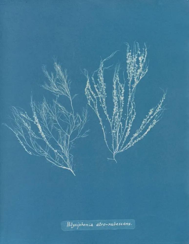 Maalaus Polysiphonia atroscens - Anna Atkins | Taidetuloste