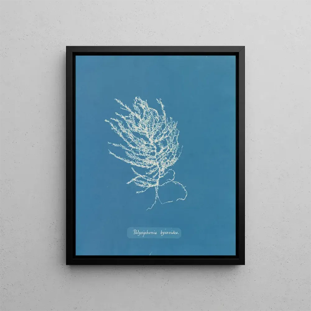 Maalaus Polysiphonia byssoides - Anna Atkins | Taidetuloste