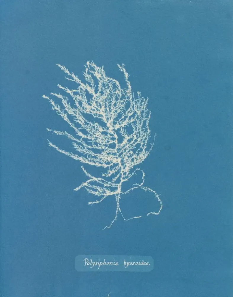 Maalaus Polysiphonia byssoides - Anna Atkins | Taidetuloste