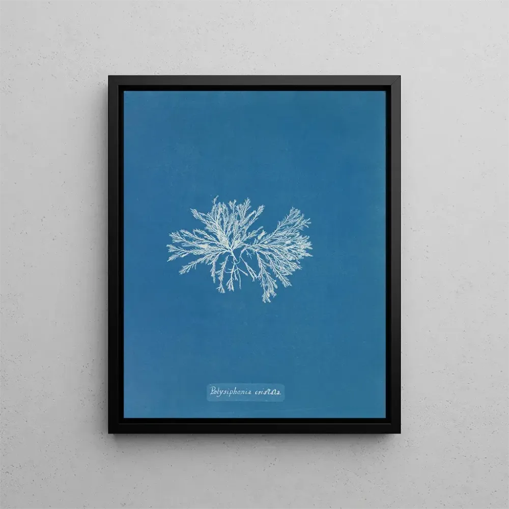 Maalaus Polysiphonia cristata - Anna Atkins | Taidetuloste