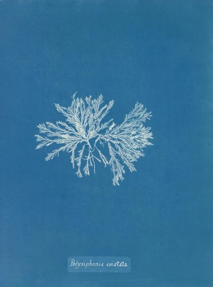 Maalaus Polysiphonia cristata - Anna Atkins | Taidetuloste