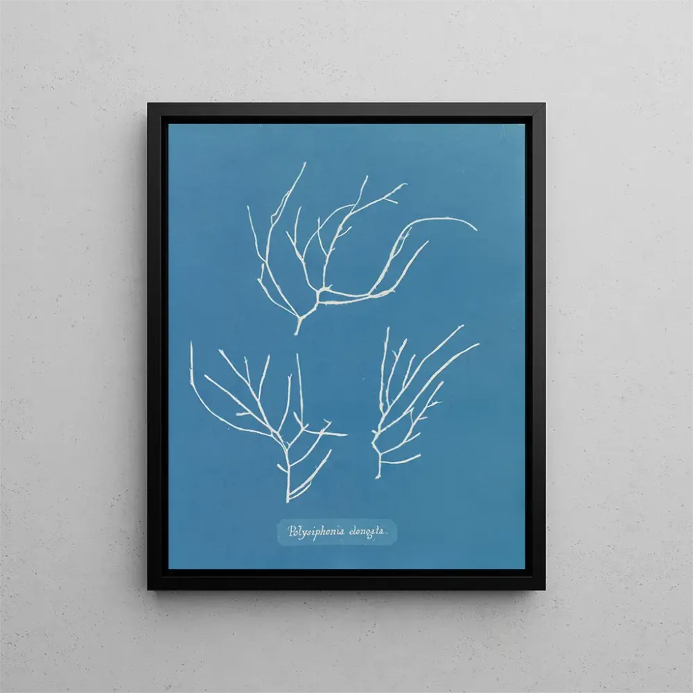Maalaus Polysiphonia elongata - Anna Atkins | Taidetuloste