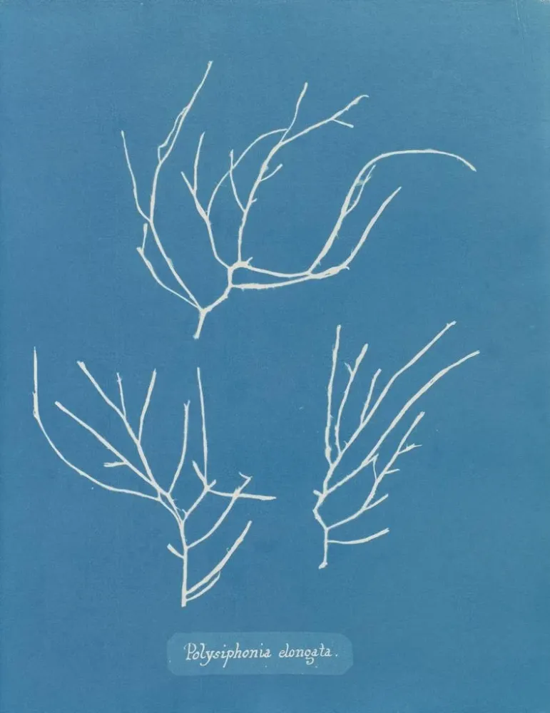 Maalaus Polysiphonia elongata - Anna Atkins | Taidetuloste