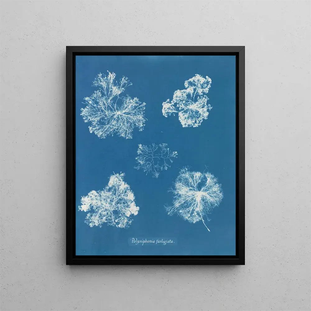 Maalaus Polysiphonia fastigiata - Anna Atkins | Taidetuloste