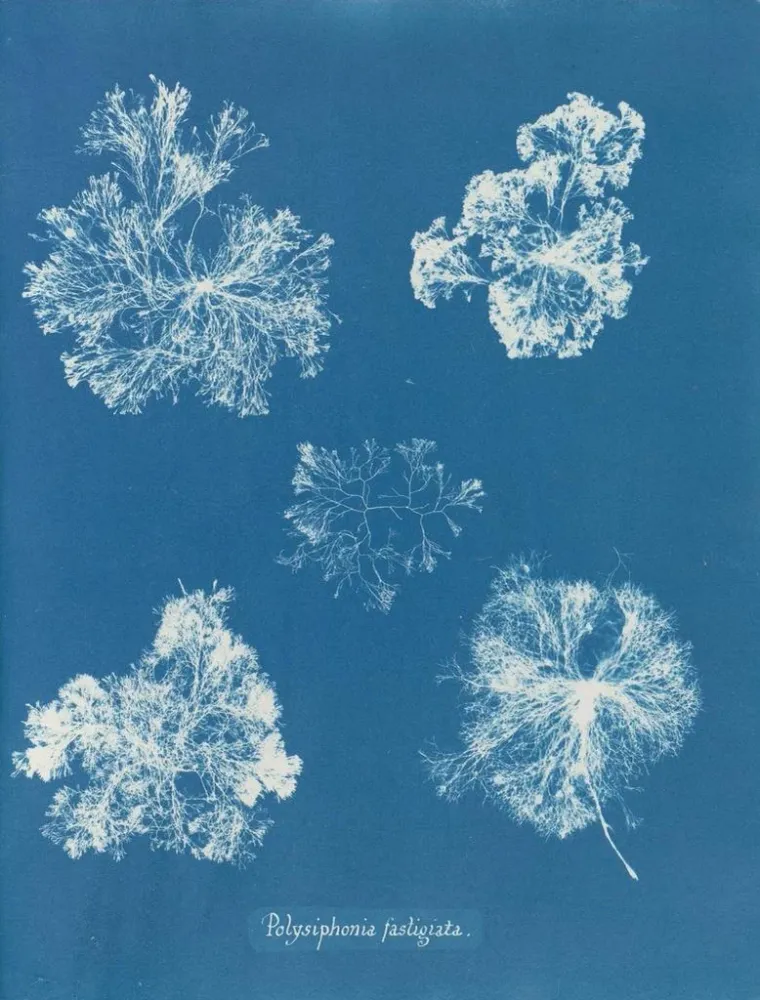 Maalaus Polysiphonia fastigiata - Anna Atkins | Taidetuloste