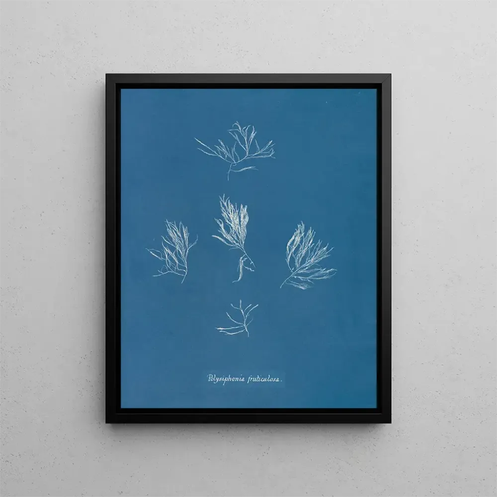 Maalaus Polysiphonia fructiculosa - Anna Atkins | Taidetuloste