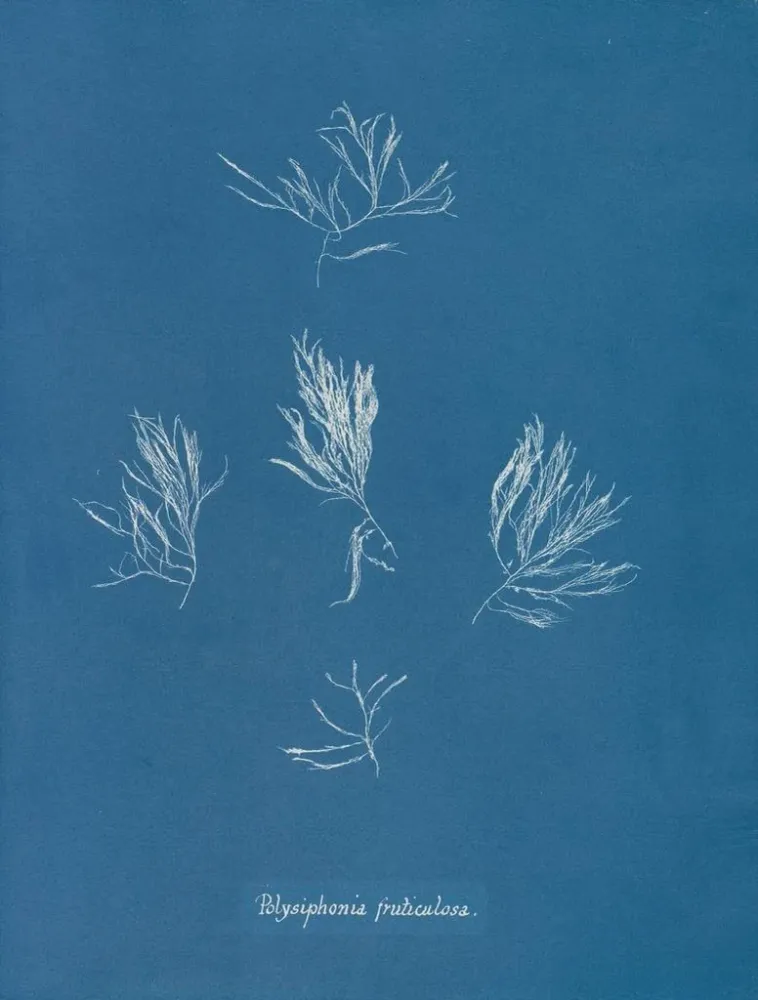 Maalaus Polysiphonia fructiculosa - Anna Atkins | Taidetuloste
