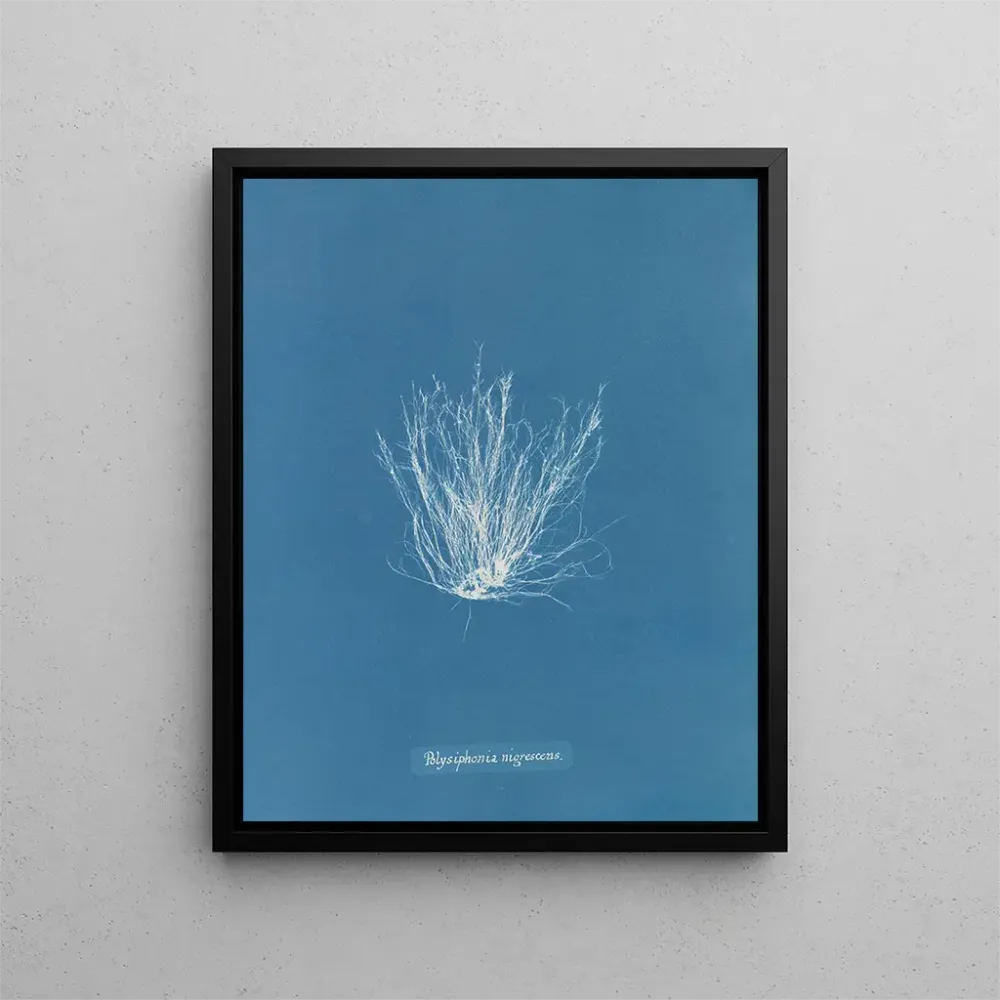Maalaus Polysiphonia nigrescens - Anna Atkins | Taidetuloste