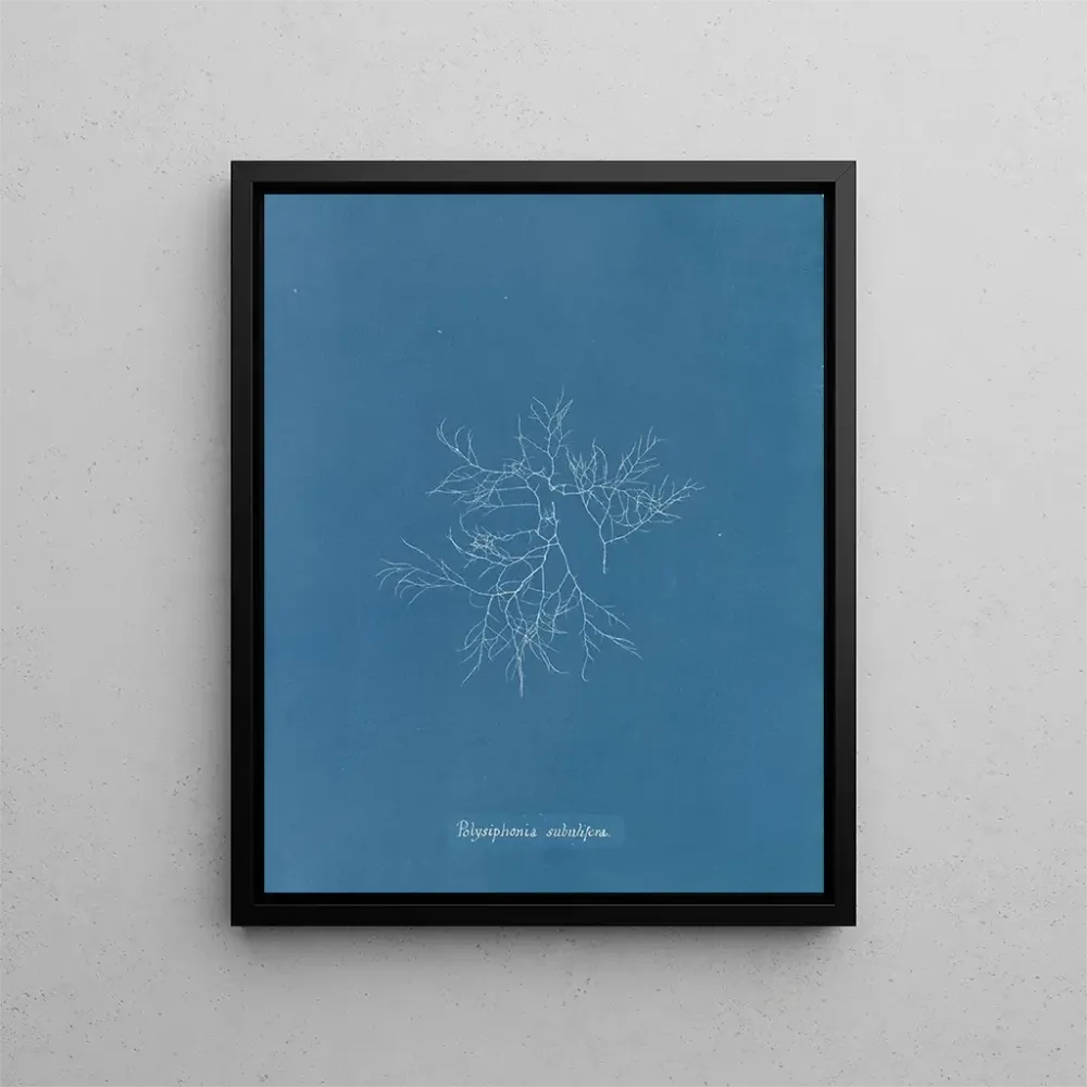 Maalaus Polysiphonia subulifera - Anna Atkins | Taidetuloste