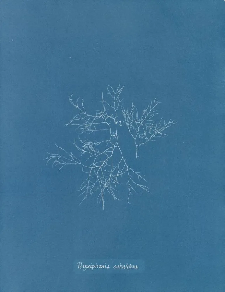 Maalaus Polysiphonia subulifera - Anna Atkins | Taidetuloste
