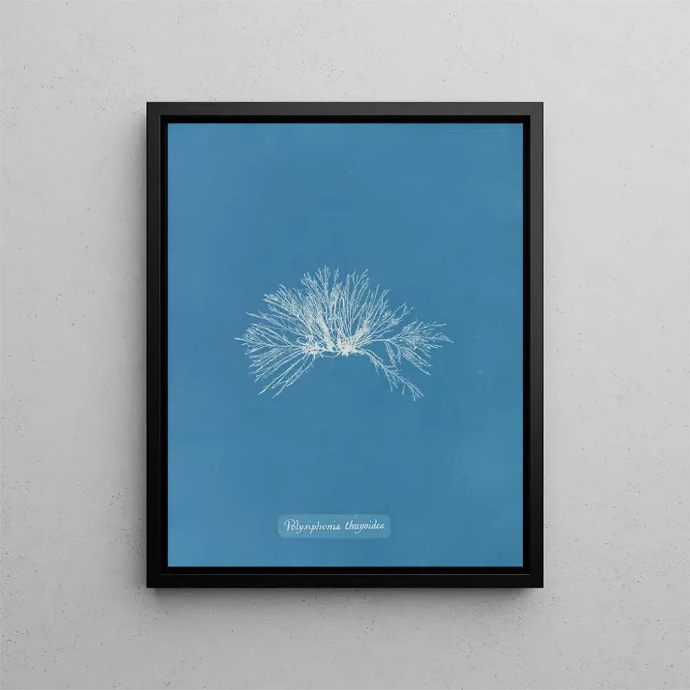 Maalaus Polysiphonia thuyoides - Anna Atkins | Taidetuloste