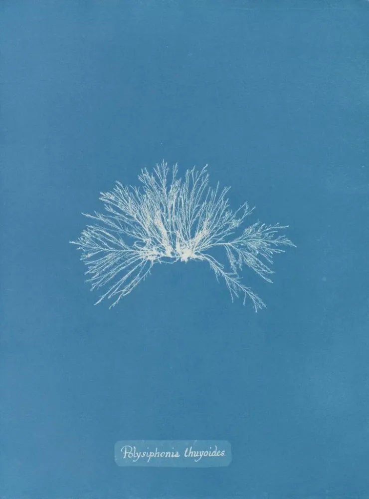 Maalaus Polysiphonia thuyoides - Anna Atkins | Taidetuloste