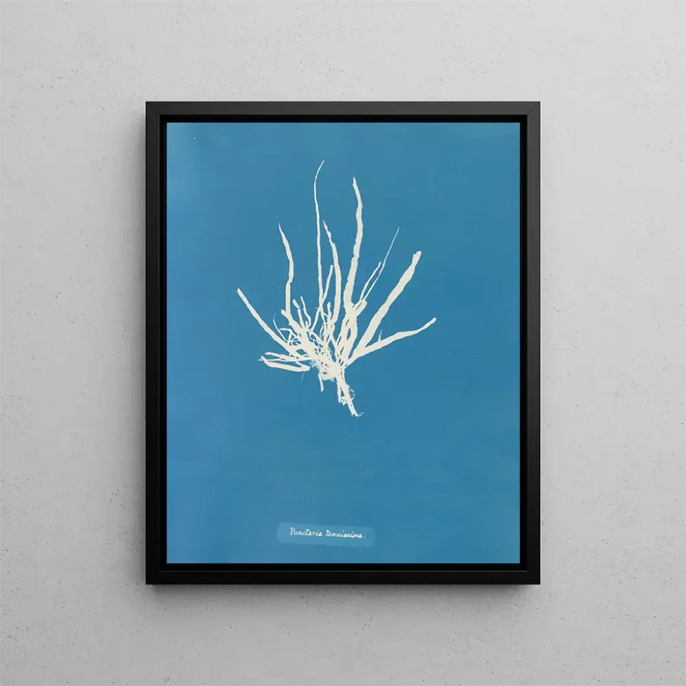 Maalaus Ponctué très fin - Anna Atkins | Taidetuloste