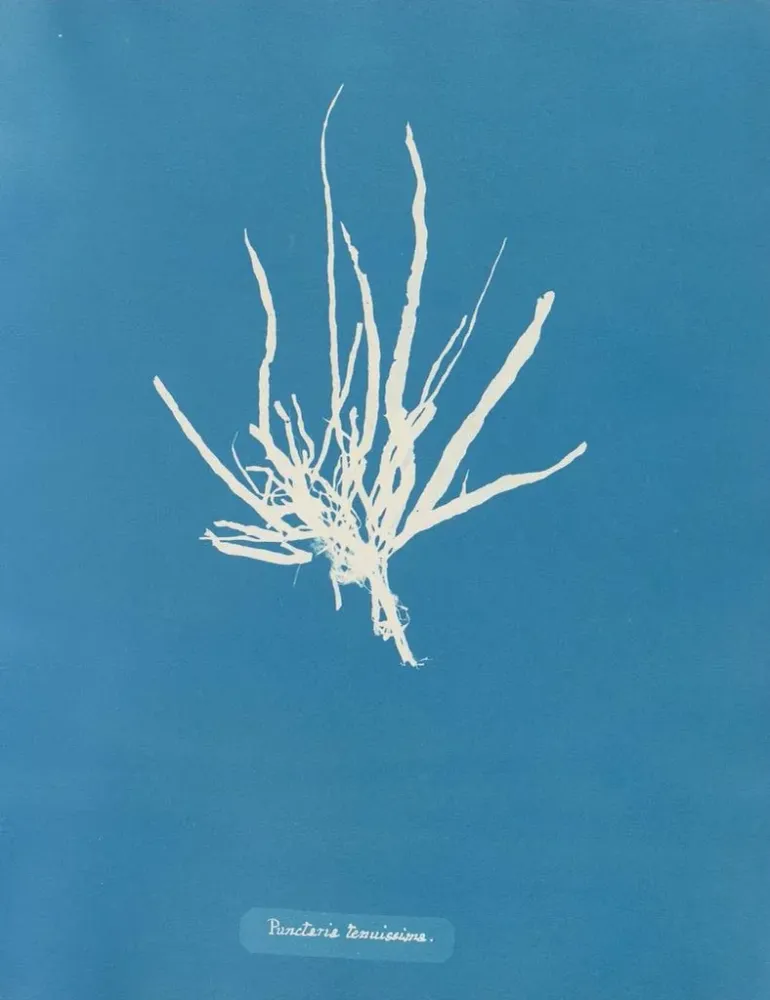 Maalaus Ponctué très fin - Anna Atkins | Taidetuloste