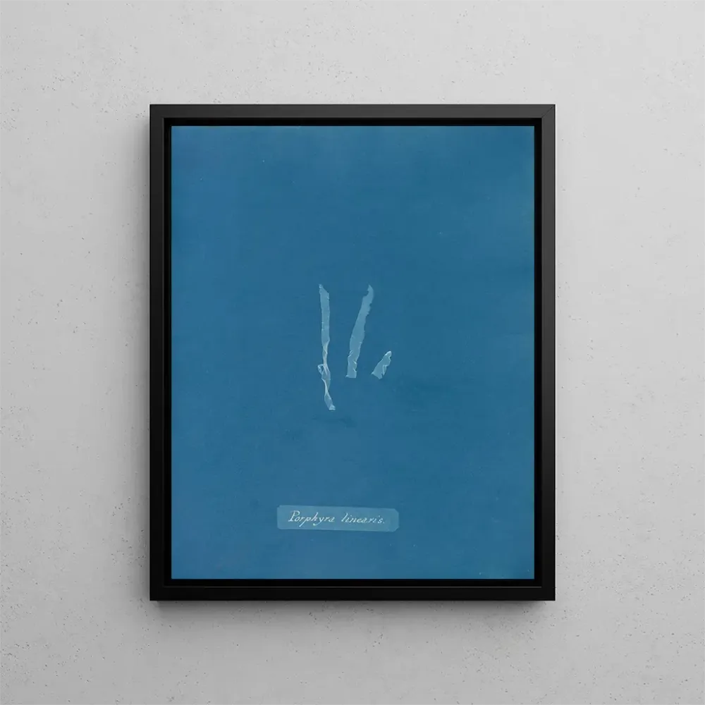 Maalaus Porphyra linearis - Anna Atkins | Taidetuloste