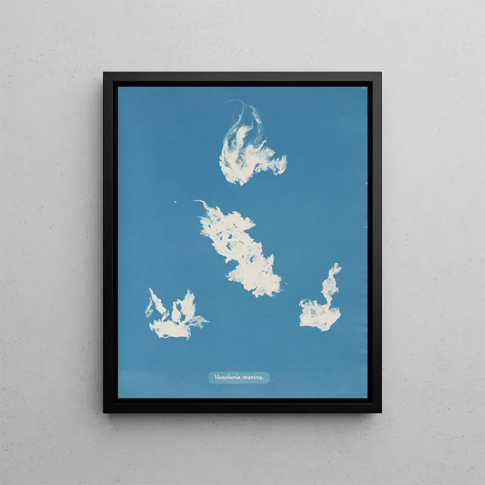 Maalaus Port de plaisance de Vaucheria - Anna Atkins | Taidetuloste