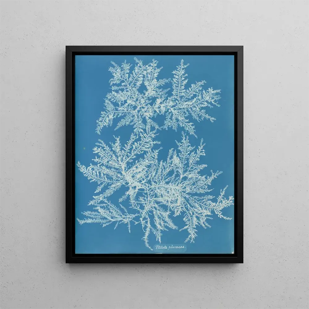 Maalaus Ptilota plumosa - Anna Atkins | Taidetuloste