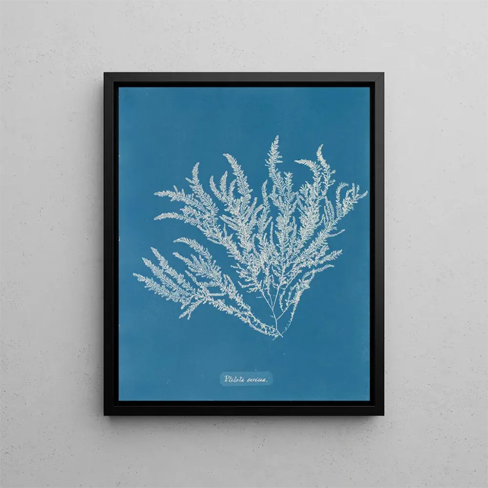 Maalaus Ptilota sericea - Anna Atkins
